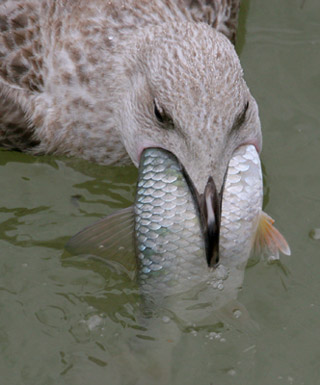 Gull with fish 2